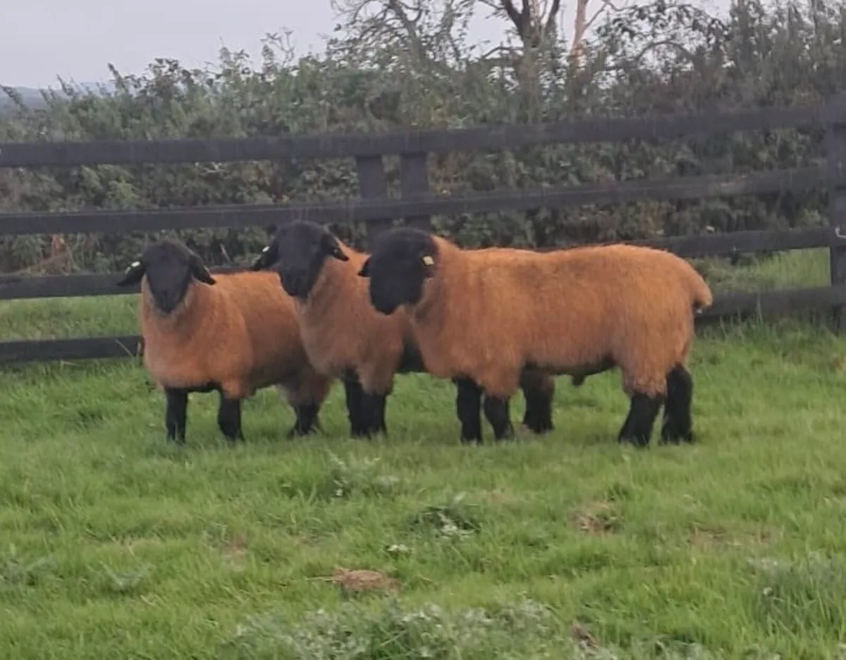 Suffolk Ram Lambs Athenry Mart - Image 1