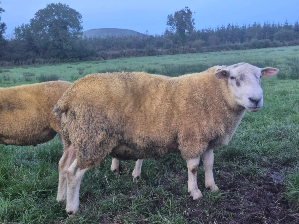 Pedigree registered Organic Belclare hogget rams - Image 2