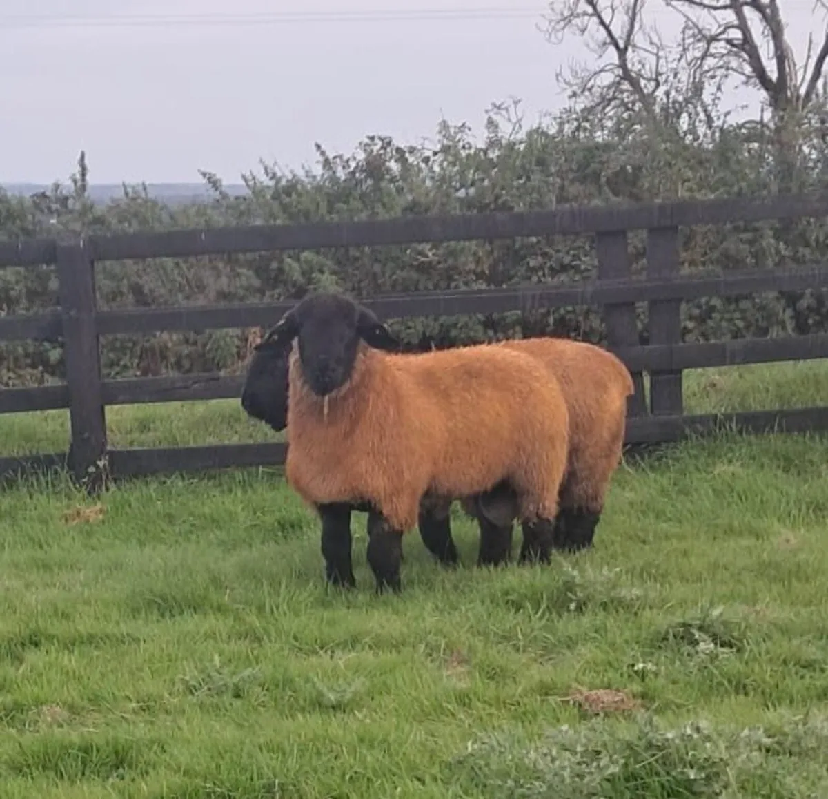 Suffolk Ram Lambs Athenry Mart - Image 2