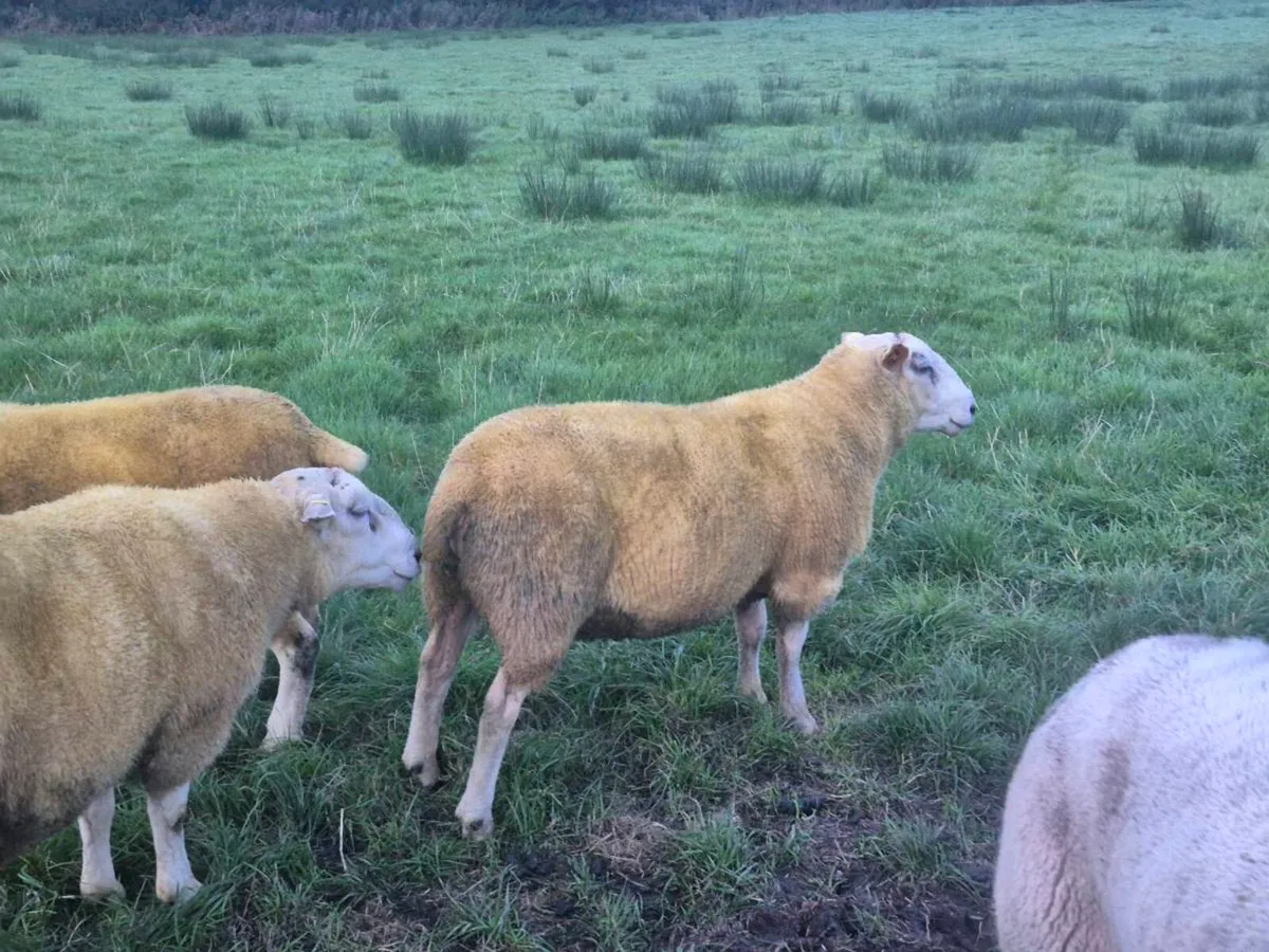 Pedigree registered Organic Belclare hogget rams - Image 3
