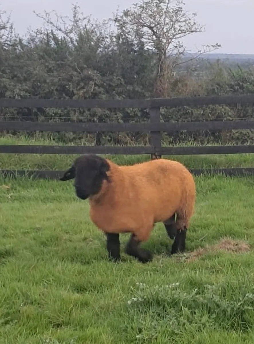 Suffolk Ram Lambs Athenry Mart - Image 3