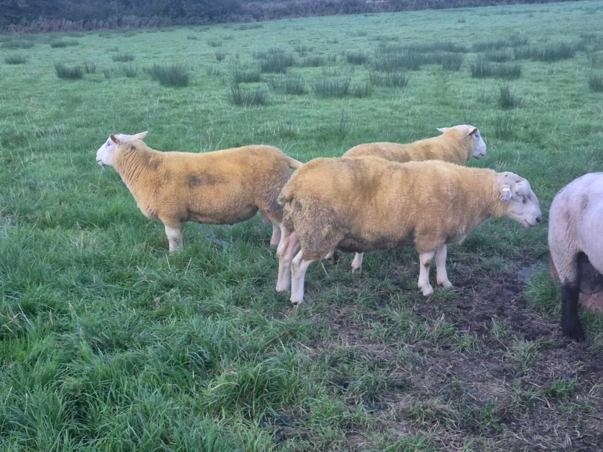 Pedigree registered Organic Belclare hogget rams - Image 4