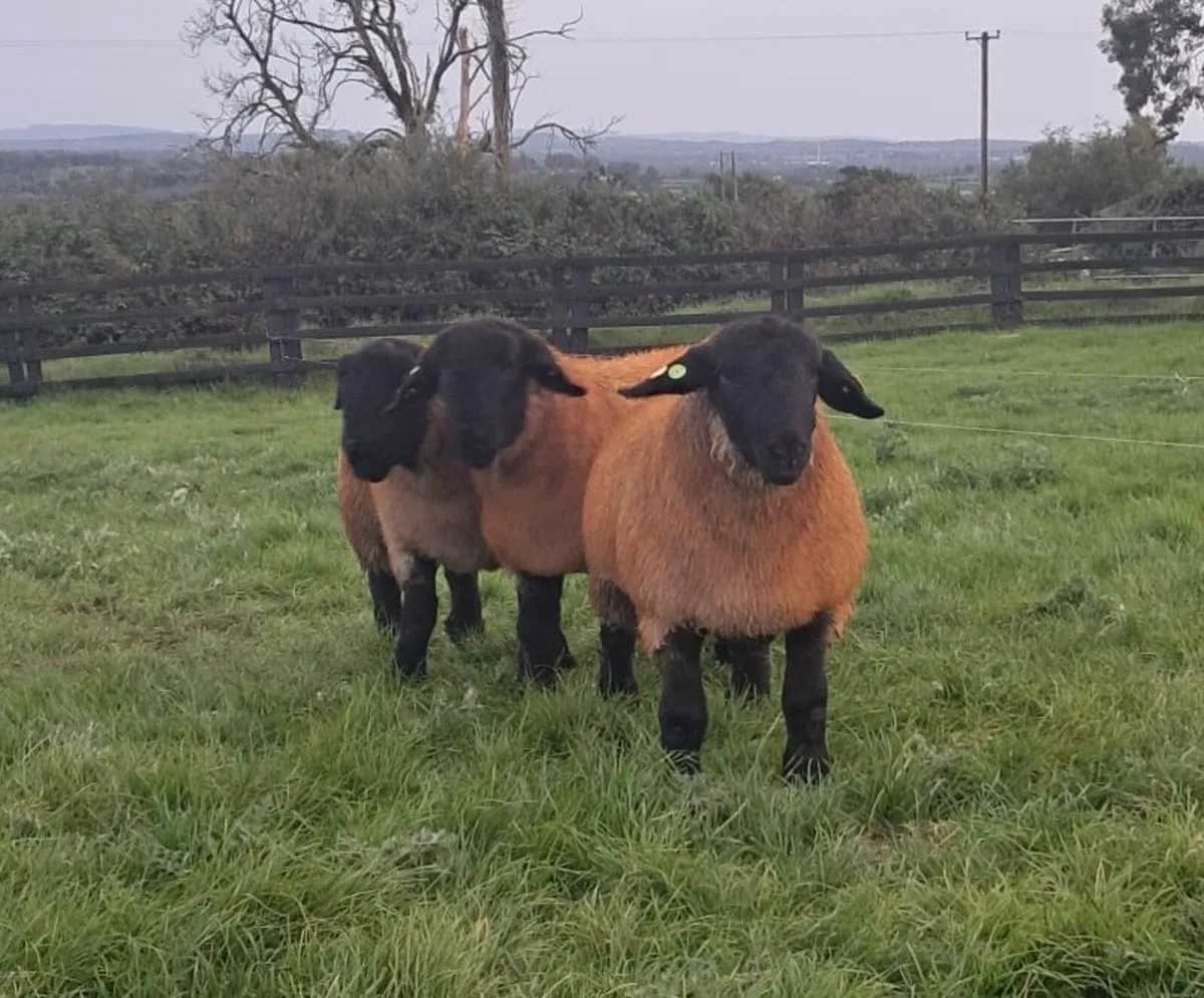 Suffolk Ram Lambs Athenry Mart - Image 4