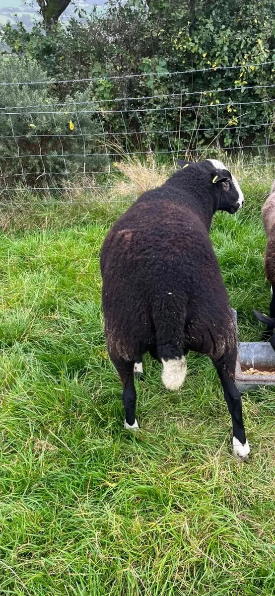 Zwartble Shearling Ram - Image 2