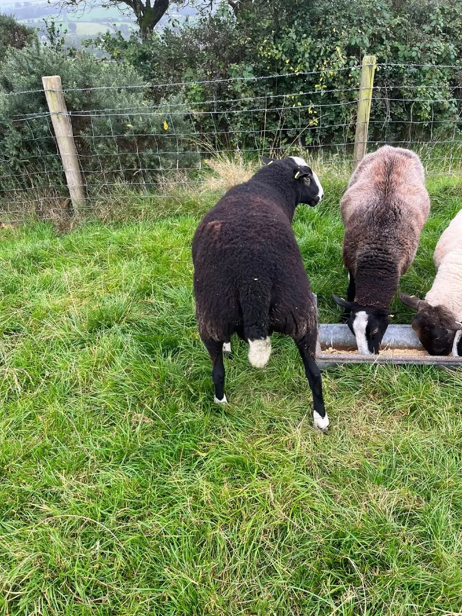 Zwartble Shearling Ram - Image 4