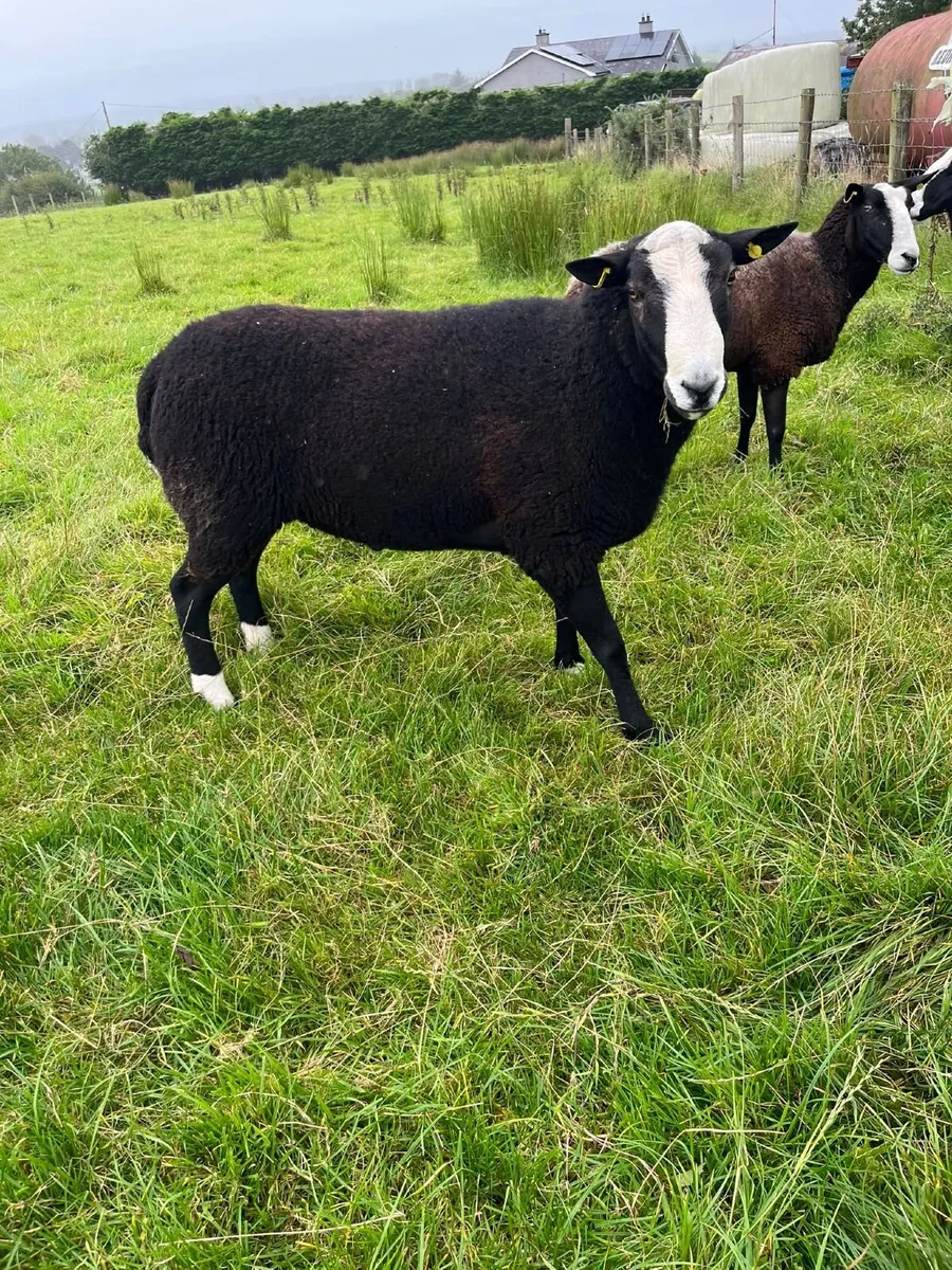 Zwartble Shearling Ram - Image 1