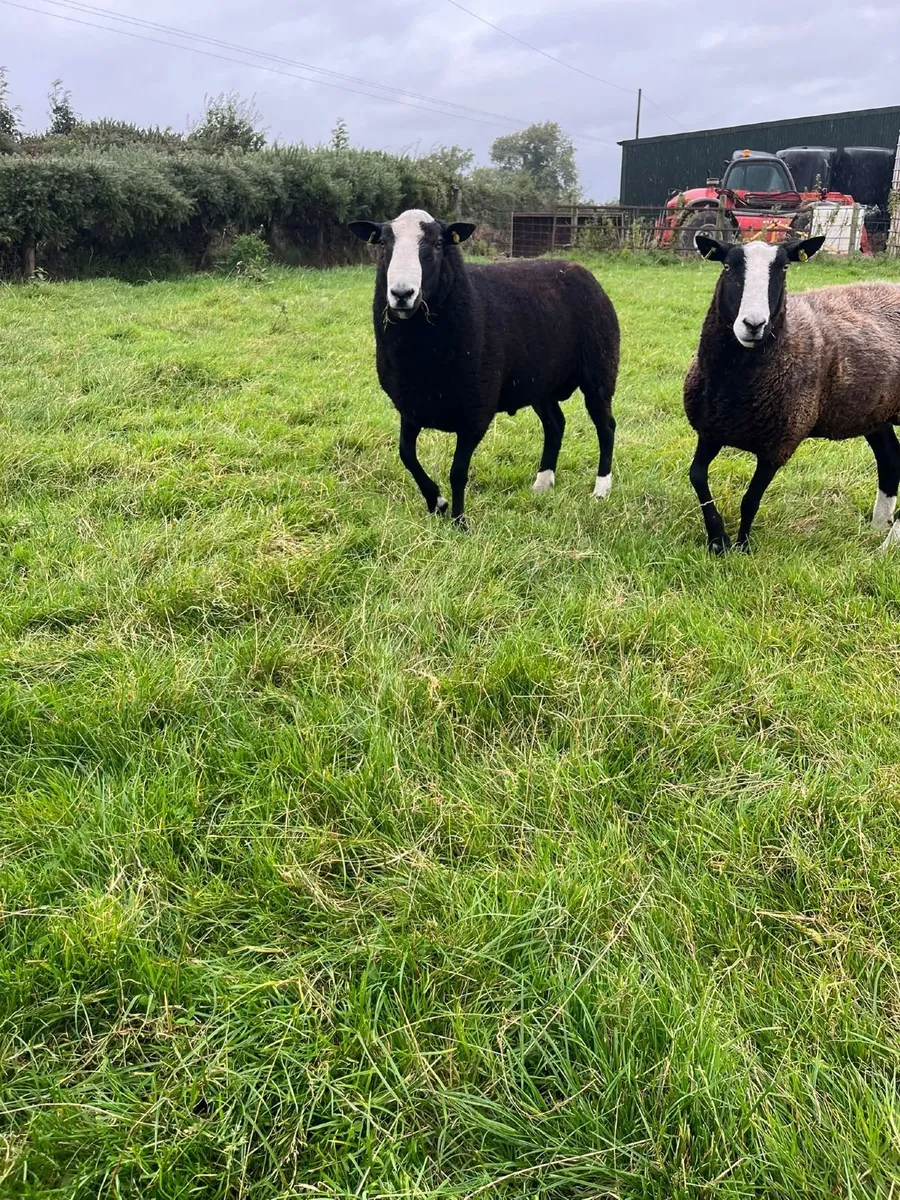 Zwartble Shearling Ram - Image 3