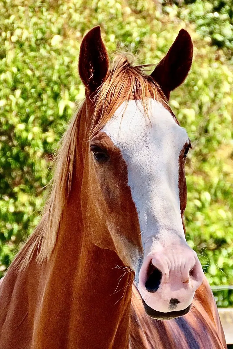 Looking for Quiet Riding Horse