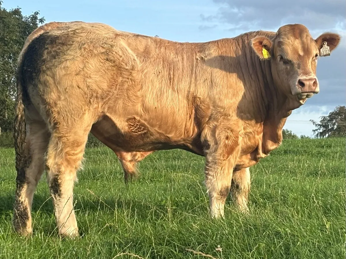 Trueman Idol bull - Image 2