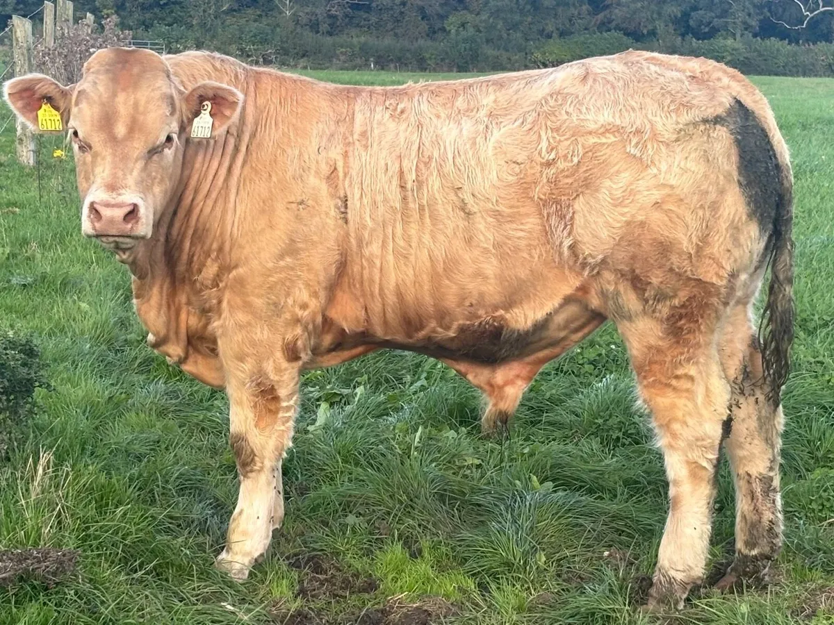 Trueman Idol bull - Image 1