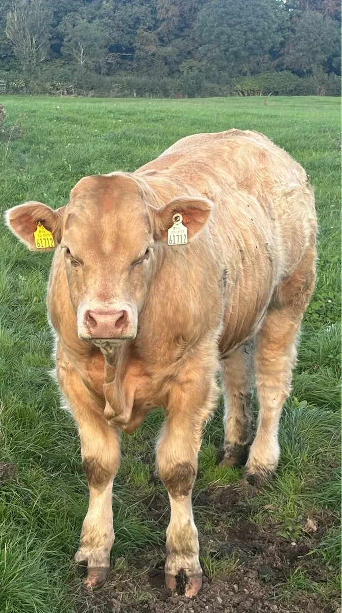 Trueman Idol bull - Image 3