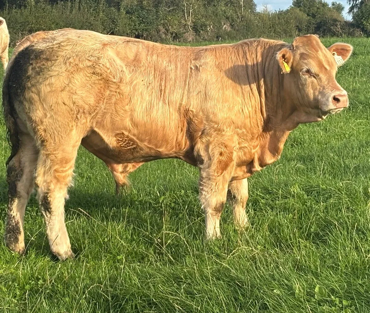 Trueman Idol bull - Image 4