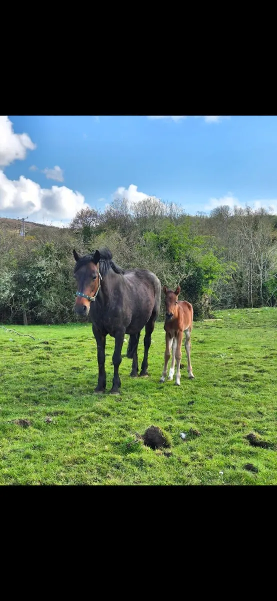 Connemara brood mare - Image 2