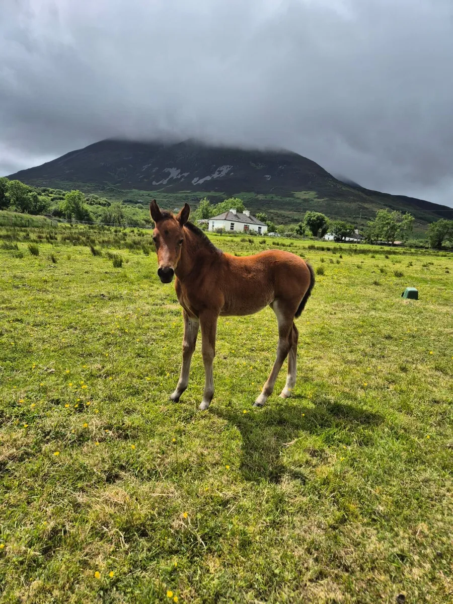 Connemara brood mare - Image 3