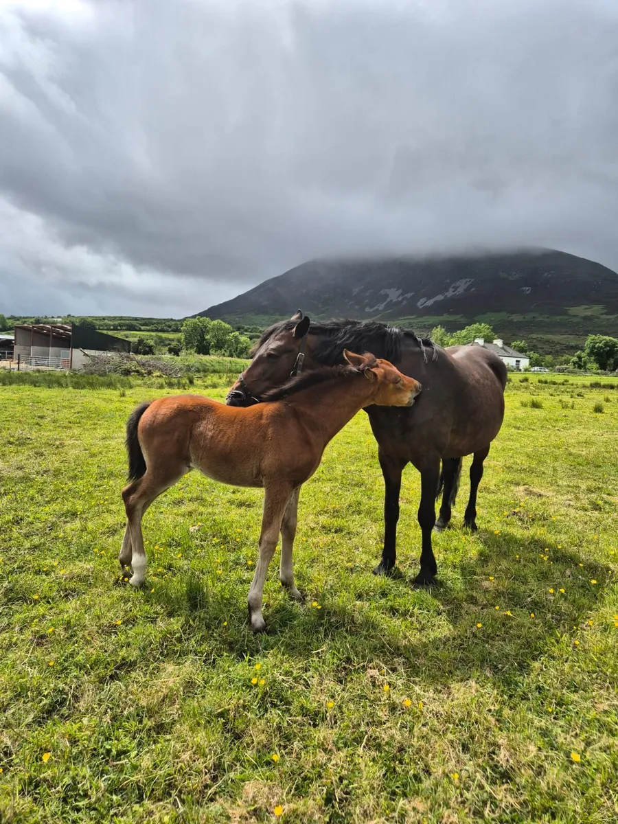 Connemara brood mare - Image 4