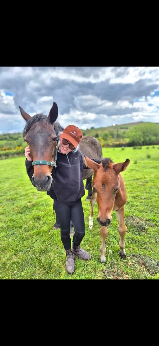 Connemara brood mare - Image 1
