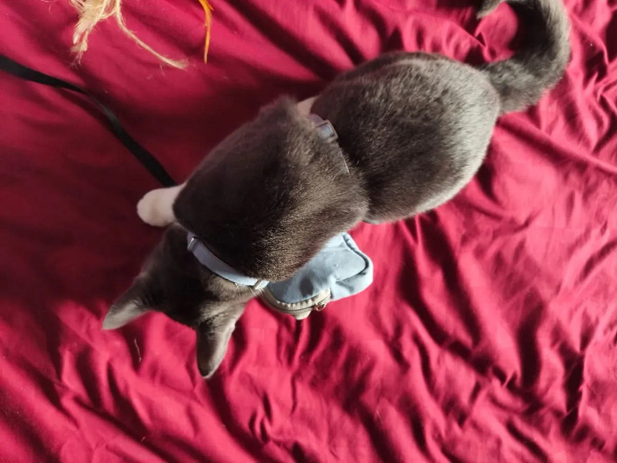 Kitten - Image 2