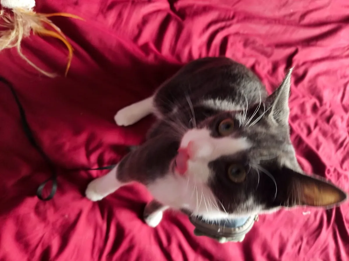Kitten - Image 1