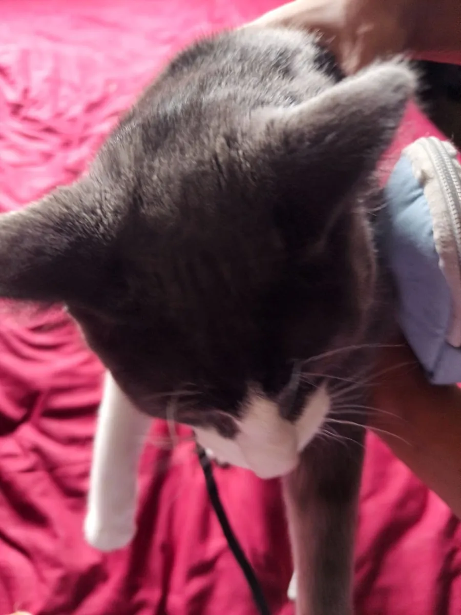 Kitten - Image 3