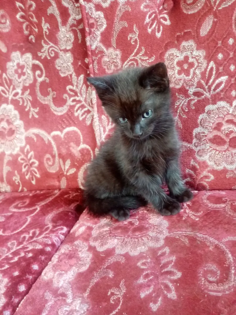 Ragdoll Tabby kitten - Image 1