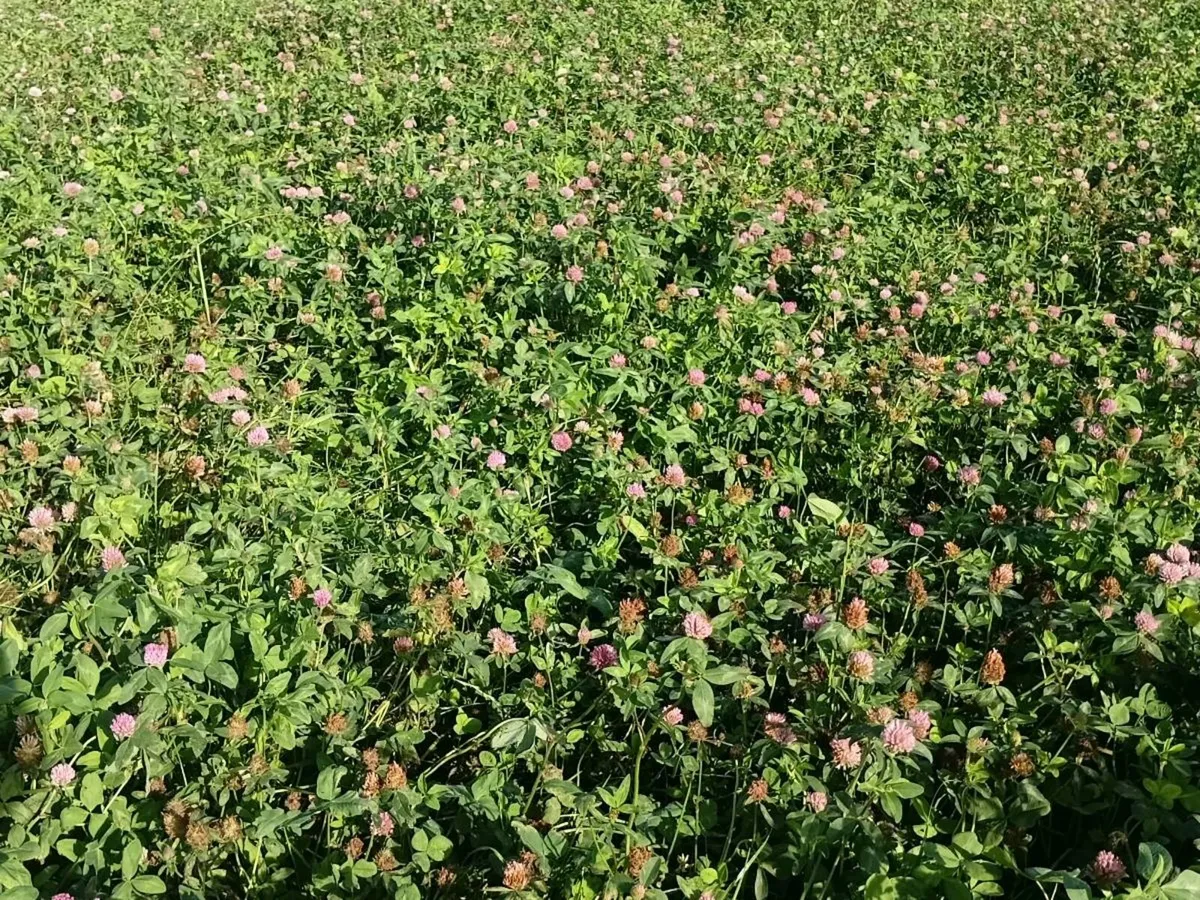 Silage - Image 1