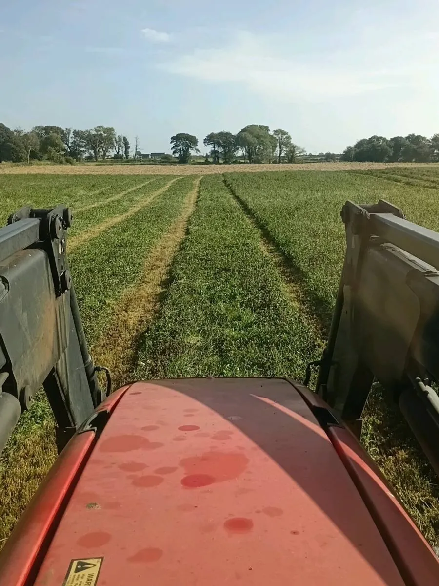 Silage - Image 3