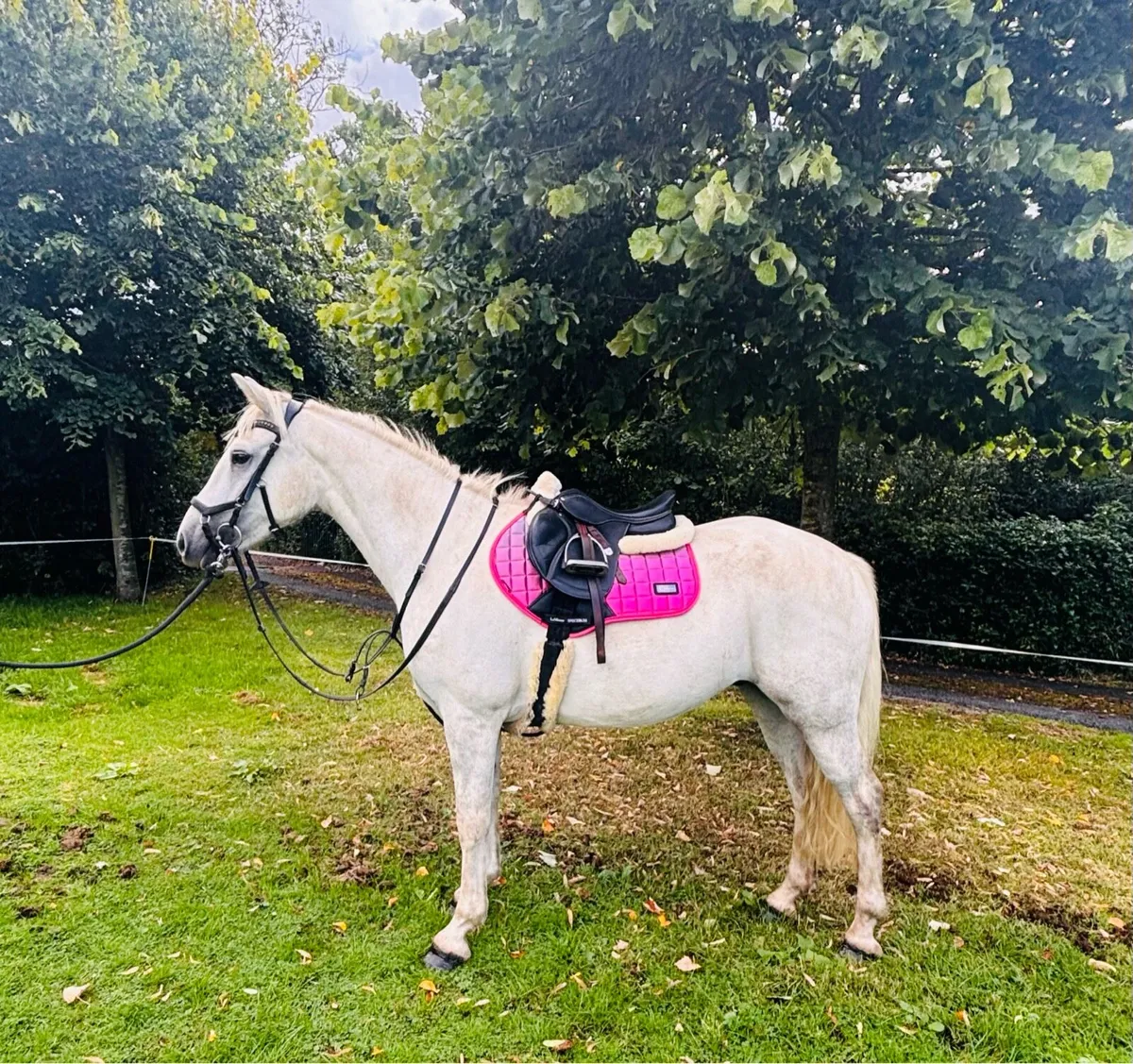 Beautiful 148cm 4 yrs old Connemara gelding - Image 1