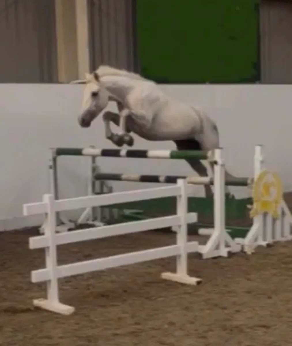 Beautiful 148cm 4 yrs old Connemara gelding - Image 2