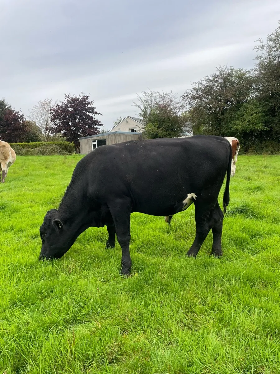 Angus teaser bull - Image 2