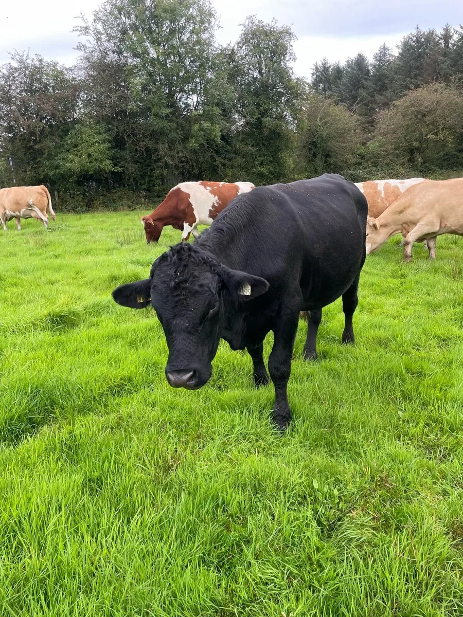 Angus teaser bull - Image 3
