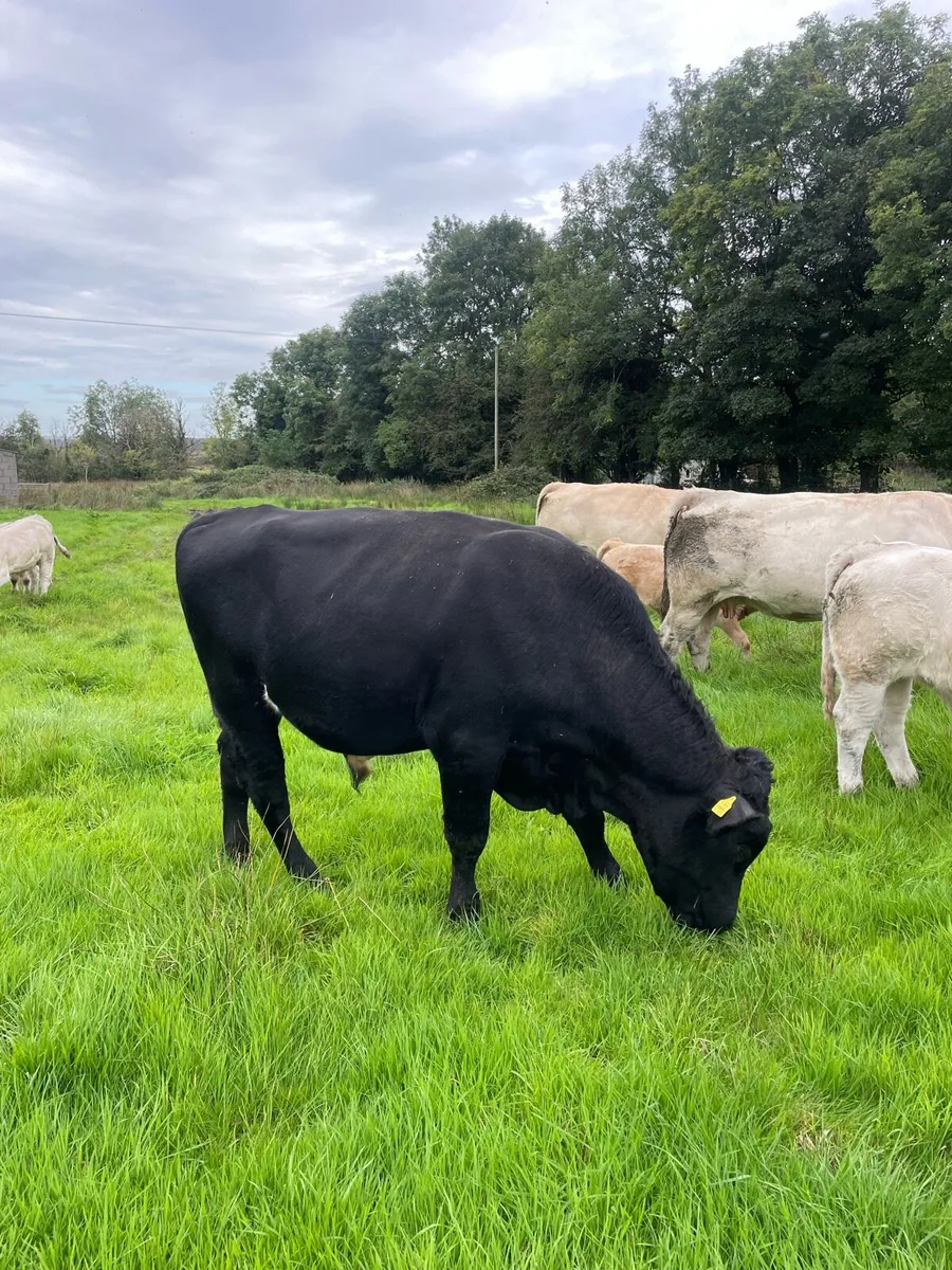Angus teaser bull - Image 4