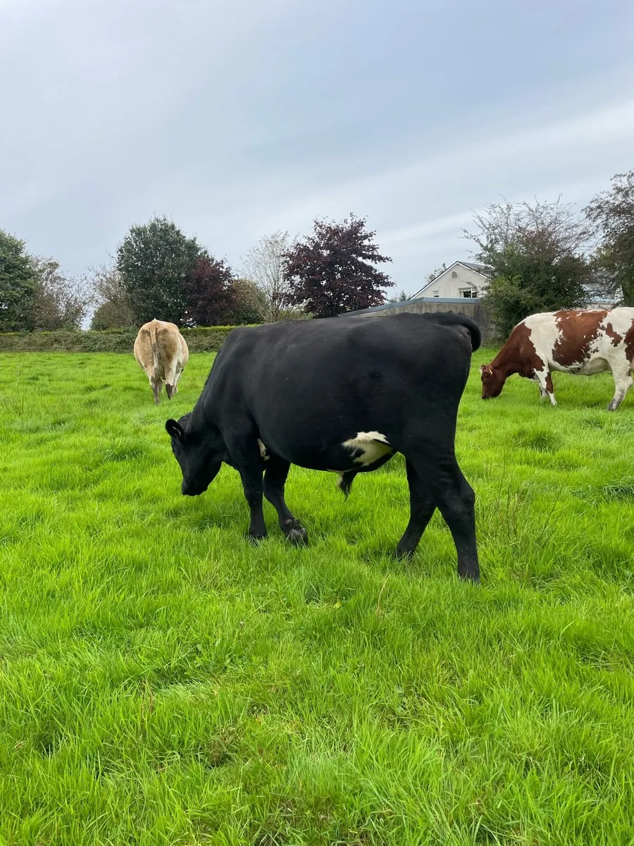 Angus teaser bull - Image 1