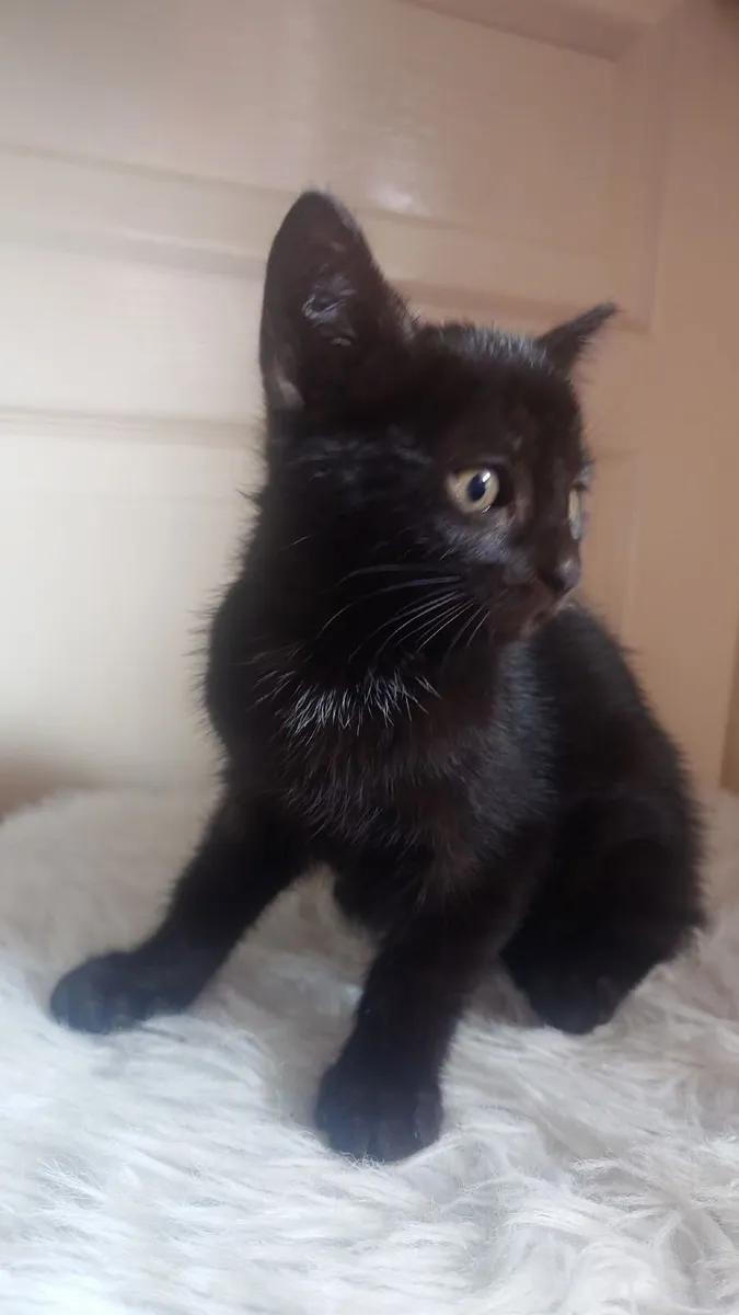 Kitten - Image 2
