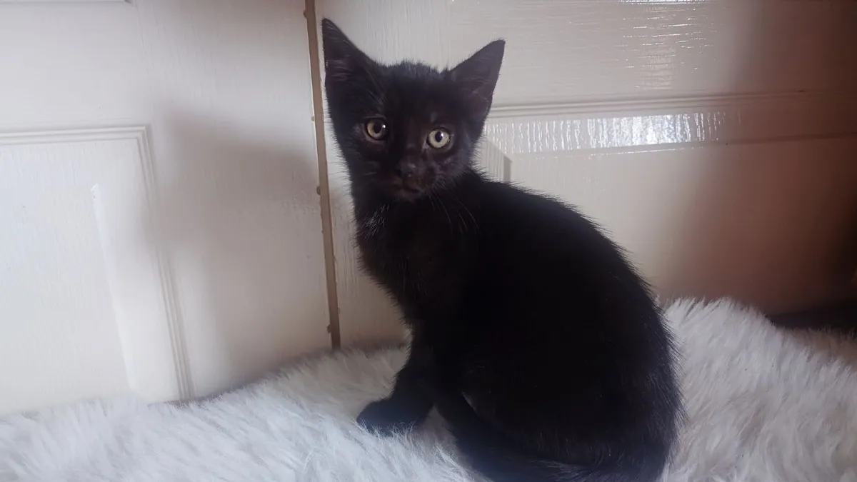 Kitten - Image 1