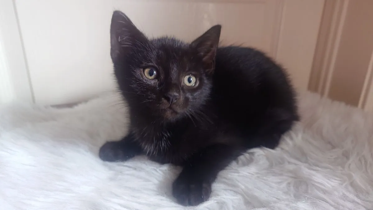 Kitten - Image 3