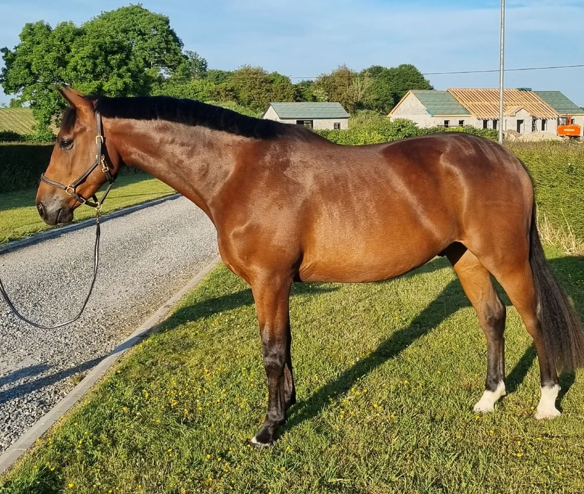 6 year old Bay Gelding - Image 1