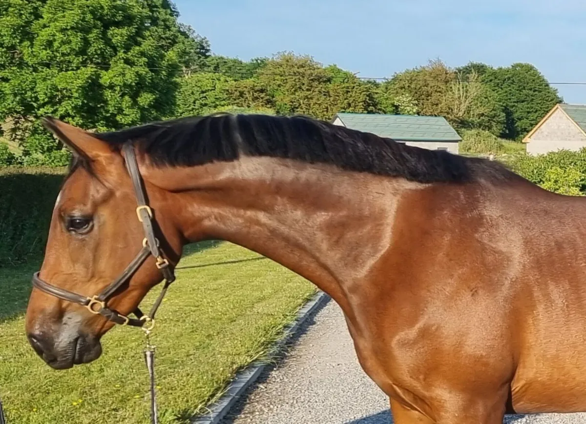 6 year old Bay Gelding - Image 3