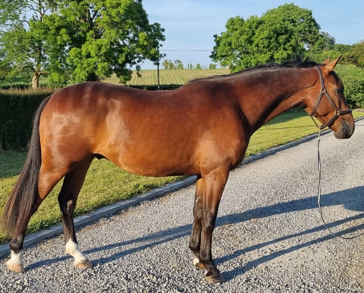 6 year old Bay Gelding - Image 2