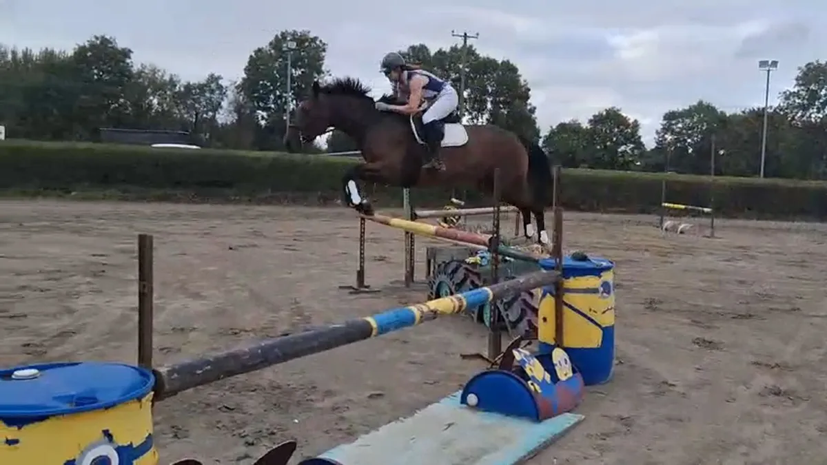 6 year old Bay Gelding - Image 4