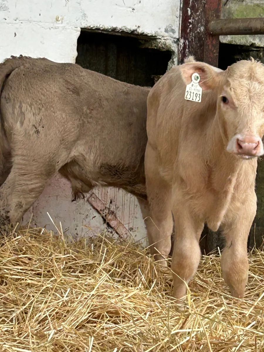 3 CH BULLS 3 MONTHS OLD - Image 4