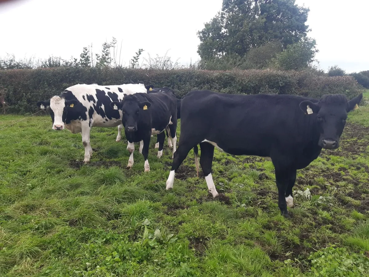 6 Holstein Fresian Heifers - Image 2