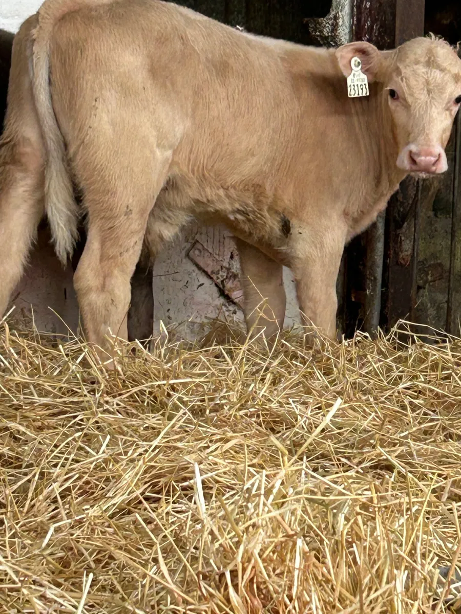 3 CH BULLS 3 MONTHS OLD - Image 1
