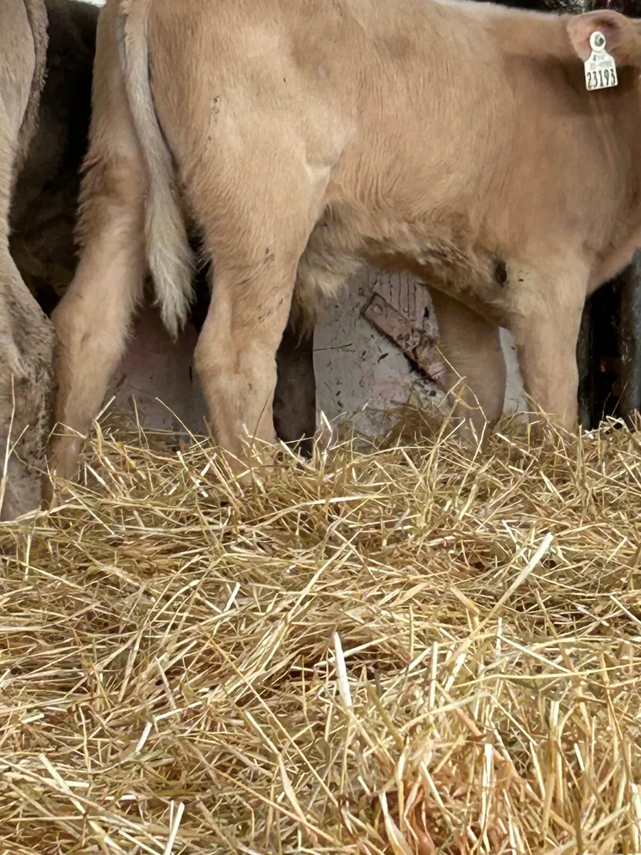 3 CH BULLS 3 MONTHS OLD - Image 2