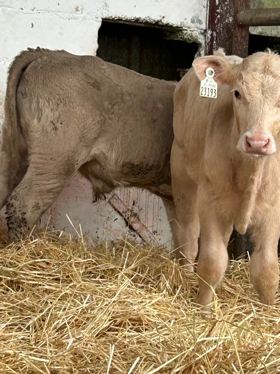 3 CH BULLS 3 MONTHS OLD - Image 3
