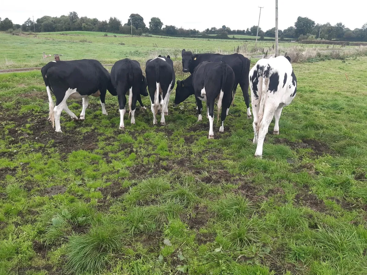 6 Holstein Fresian Heifers - Image 1