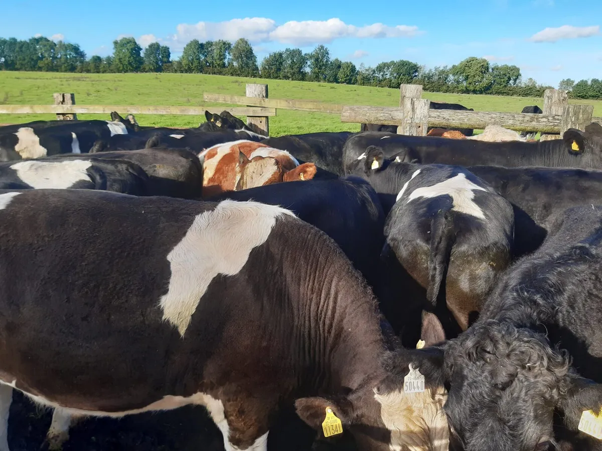 45 strong bullocks - Image 1