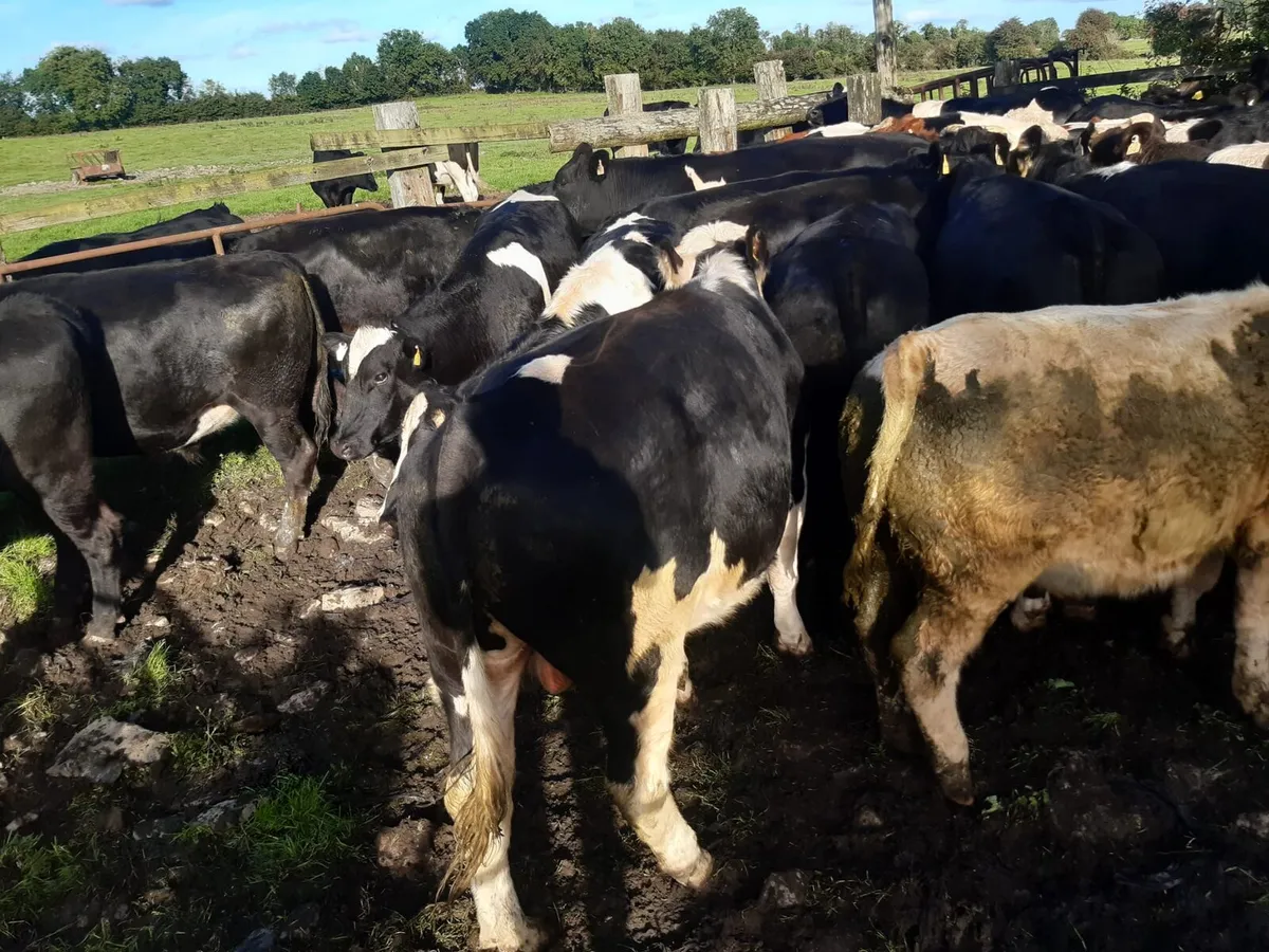 45 strong bullocks - Image 2
