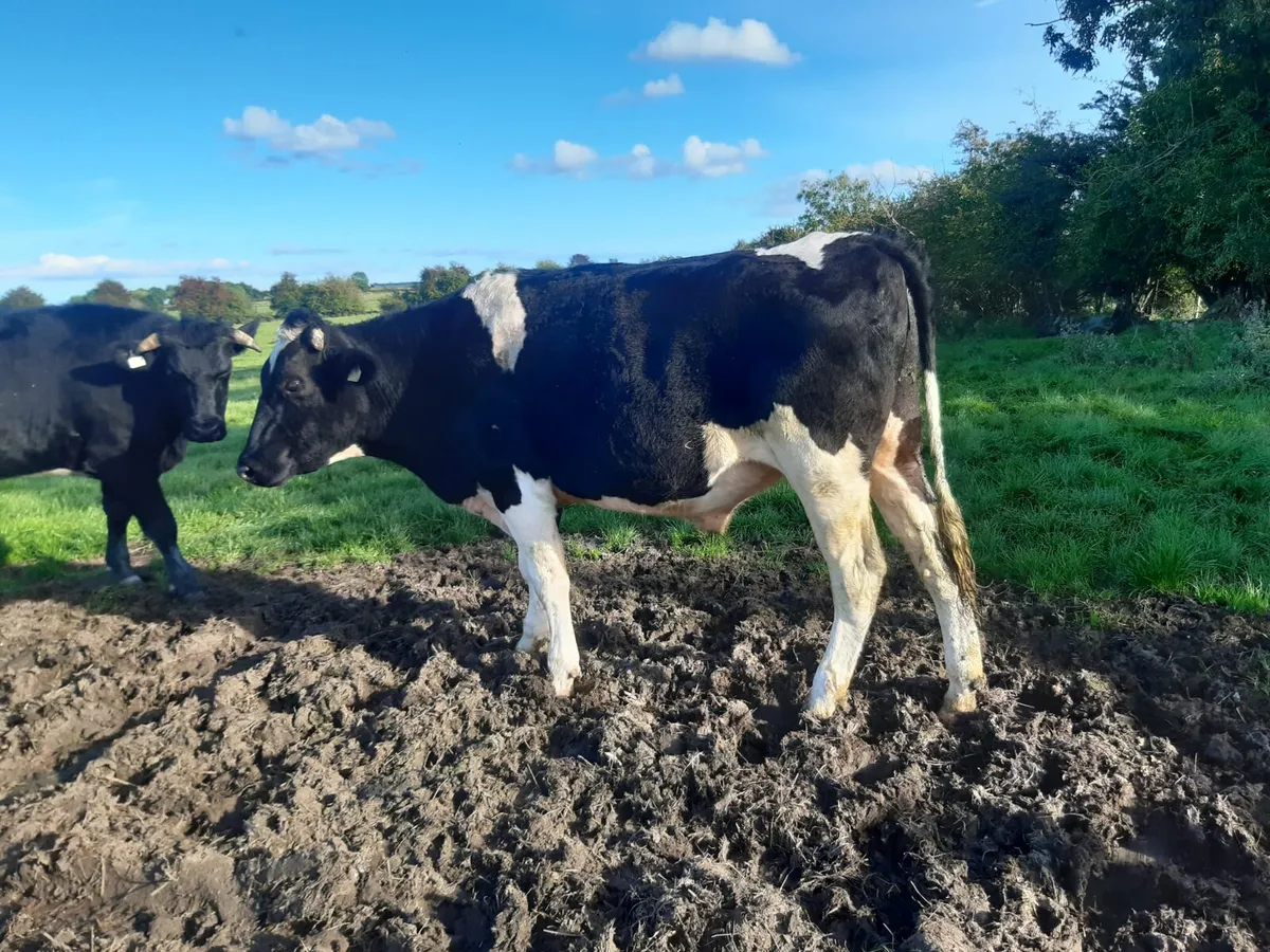45 strong bullocks - Image 3