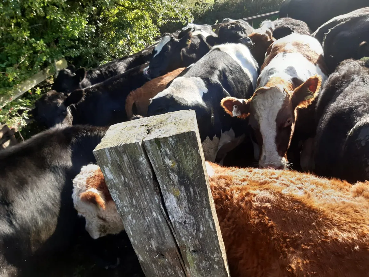 45 strong bullocks - Image 4