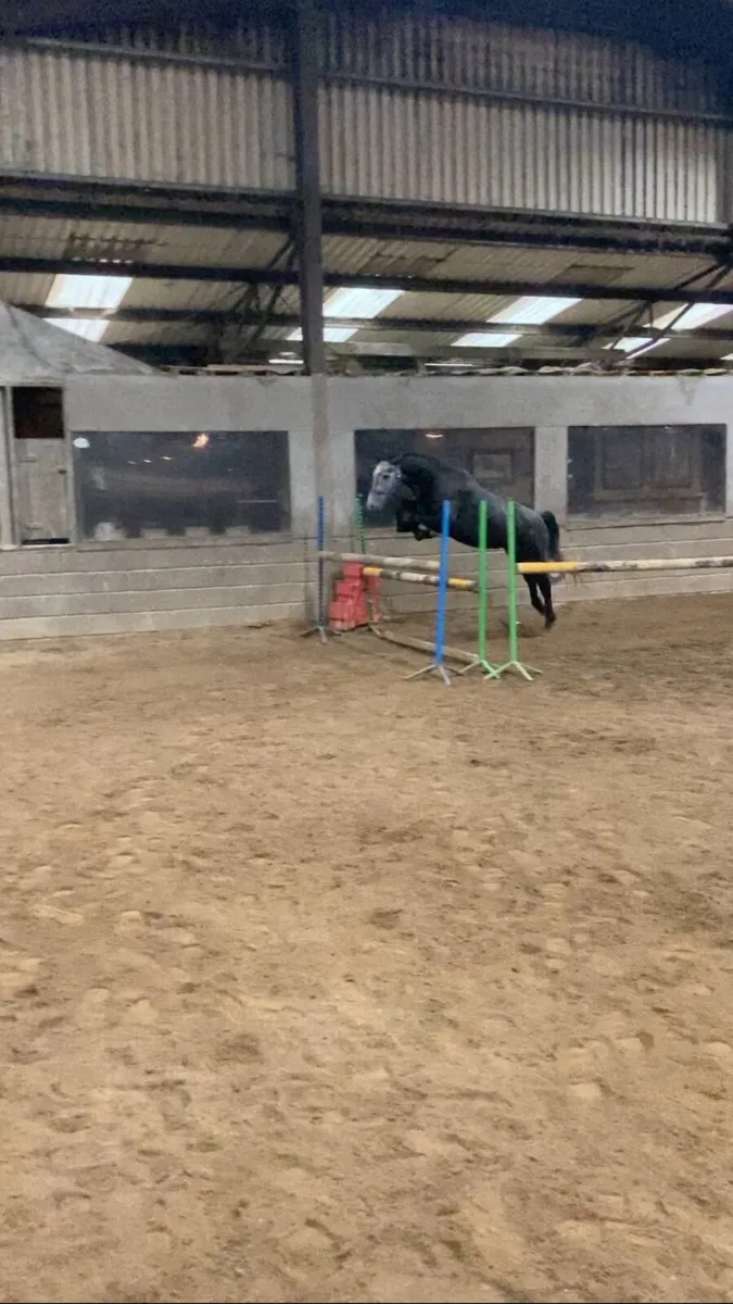2 Connemara’s 3 year olds - Image 2